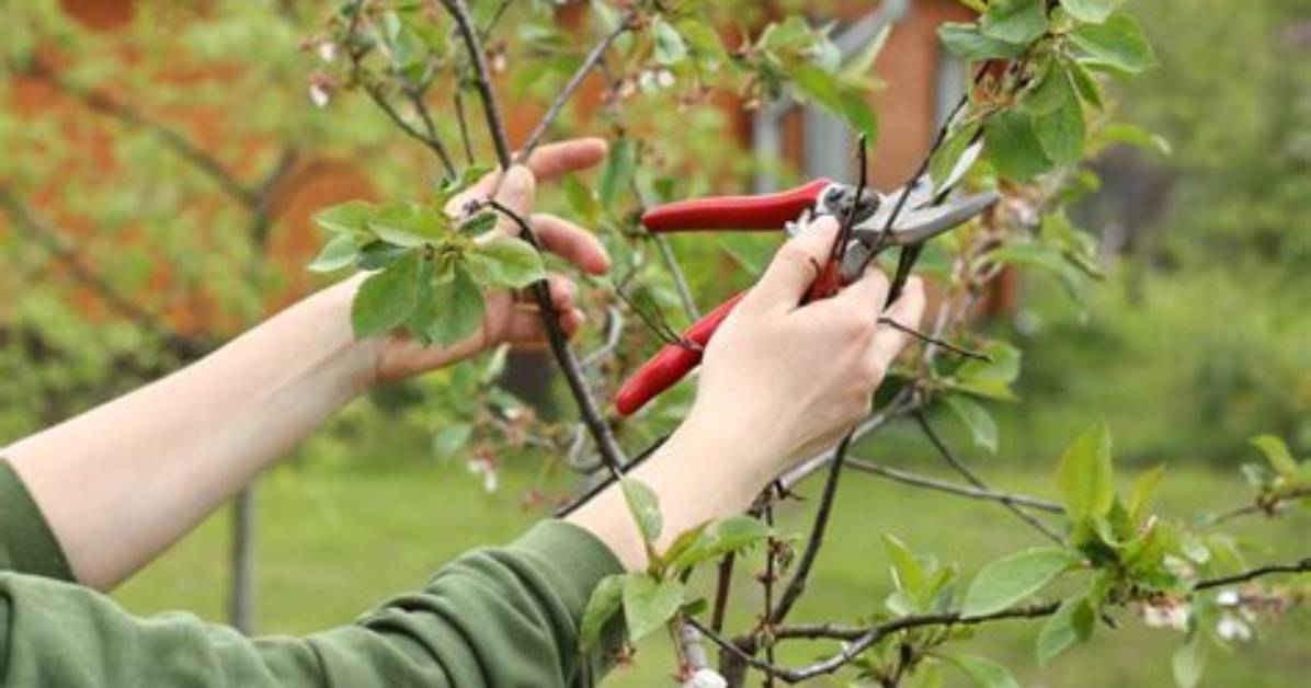 When to Prune Mespilus?