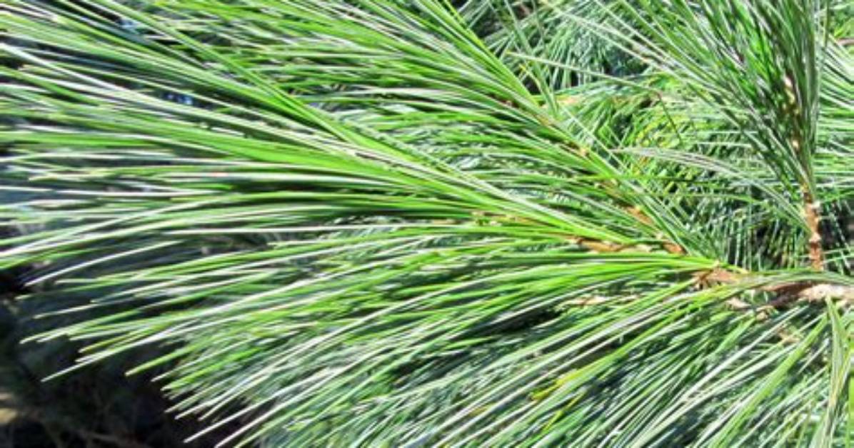 When to Prune Pinus Strobus?