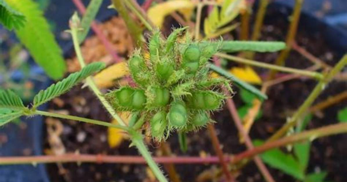 When to Prune Pudica?