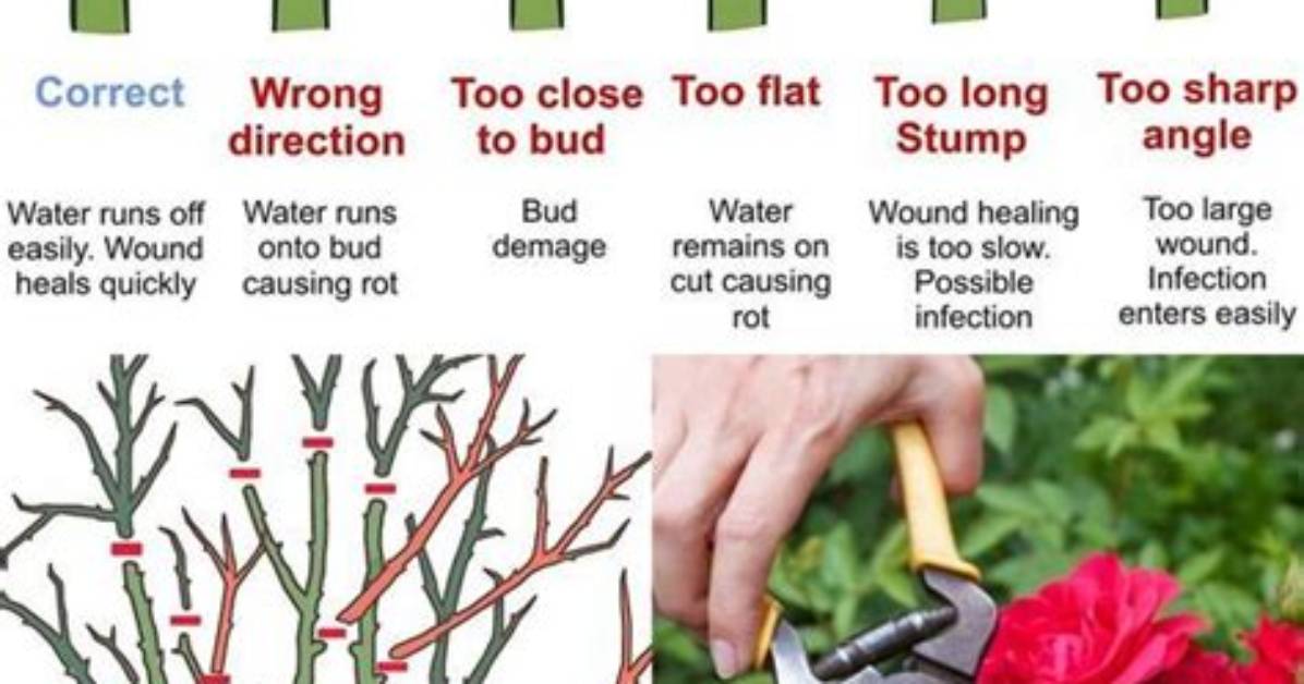 When to Prune Rambler Roses?