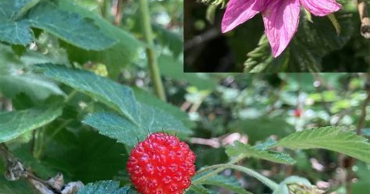 When to Prune Salmonberry?