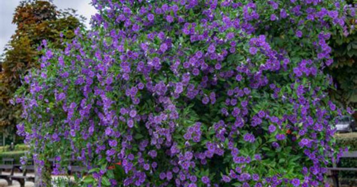 When to Prune Solanum Rantonnetii?