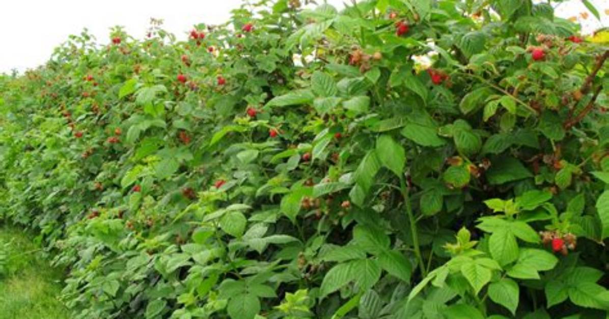 When to Raspberry Plants?