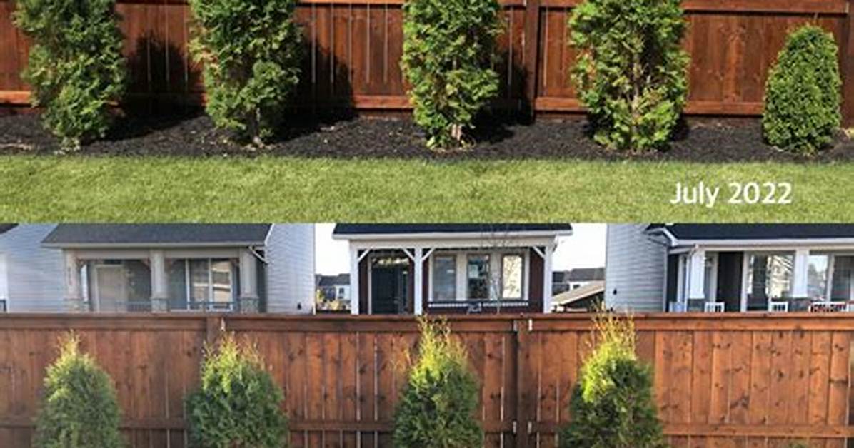 When to Remove Burlap from Cedars?