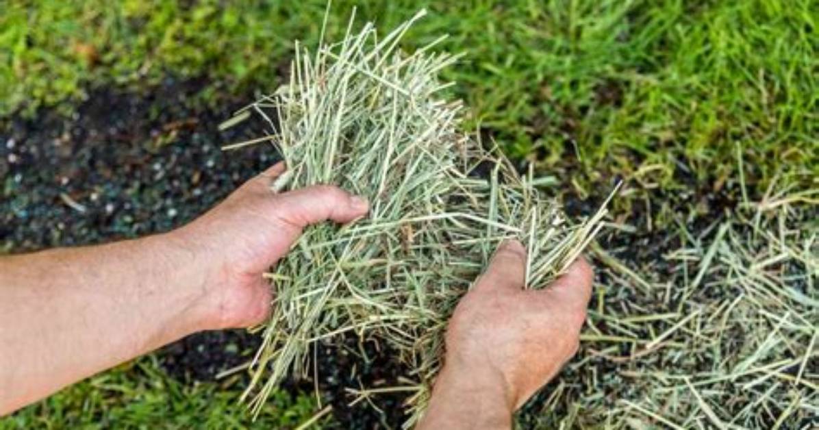 When to Remove Hay from Grass Seed?