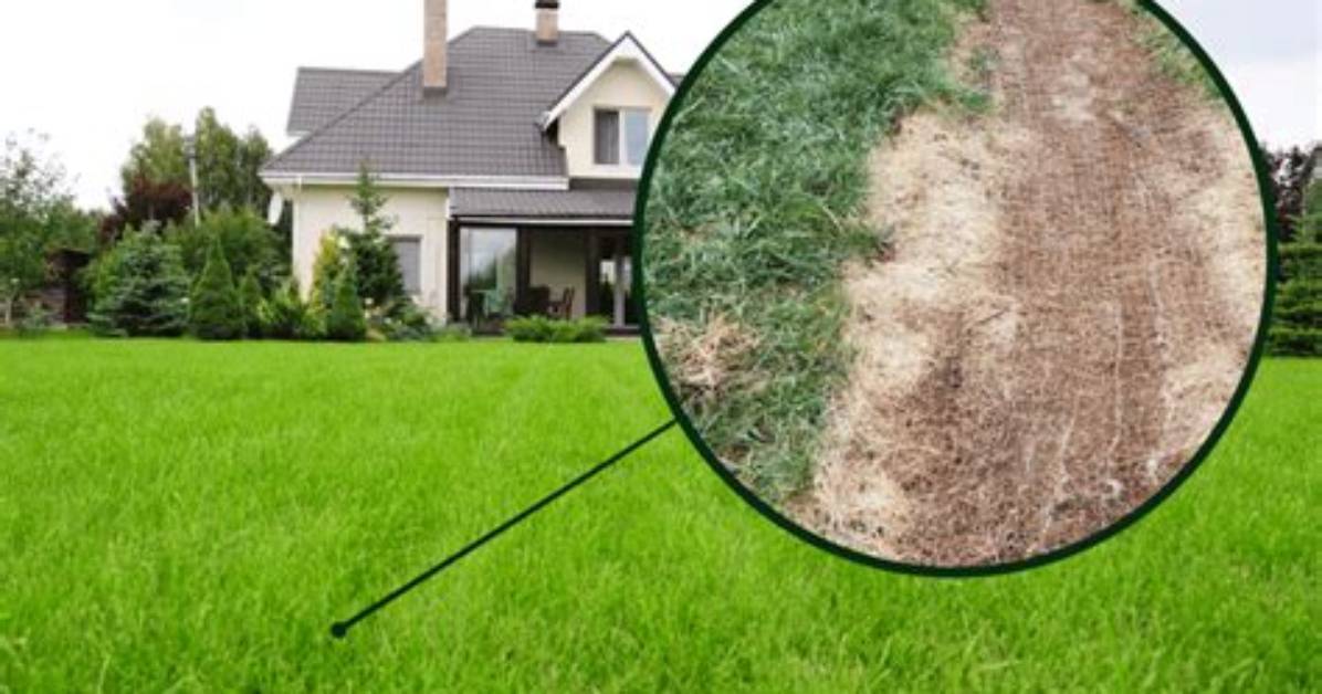 When to Remove Netting from New Grass?