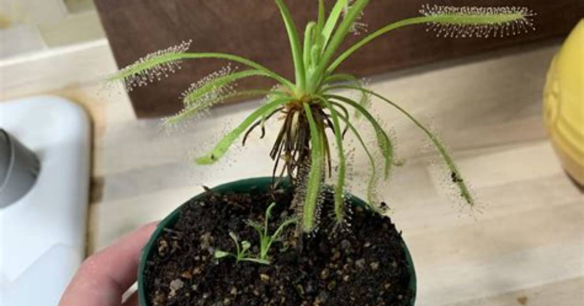 When to Repot Drosera?