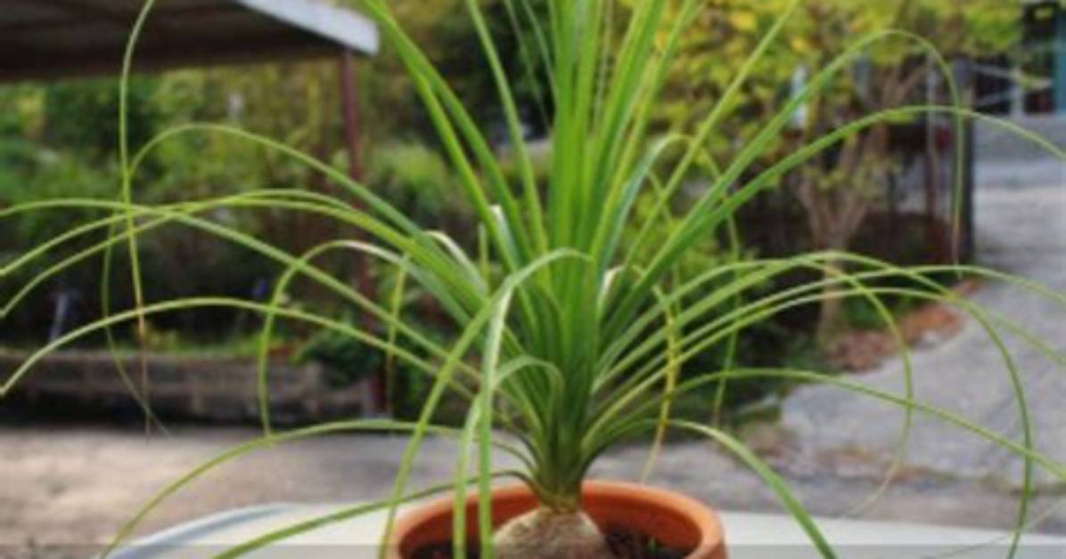 When to Repot Palm?
