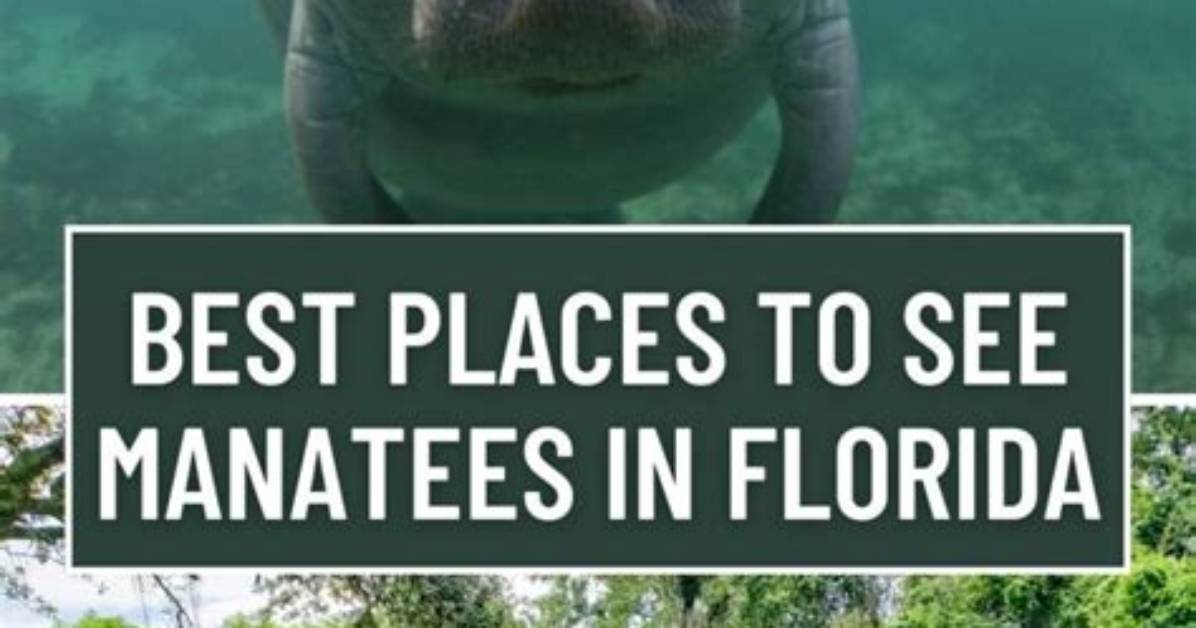 When to See Manatees?