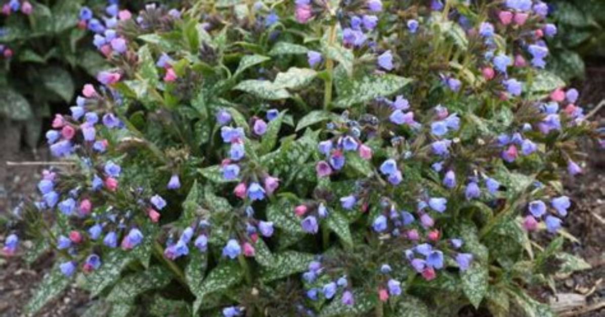 When to Separate Pulmonaria?