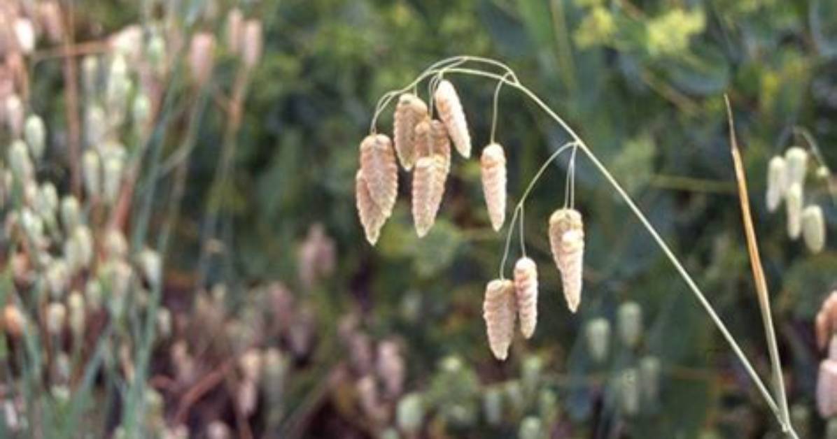 When to Sow Briza Maxima?