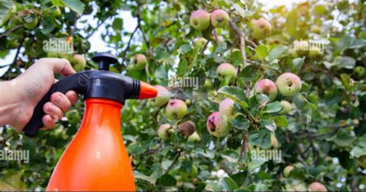 When to Spray Apple Trees for Codling Moth?