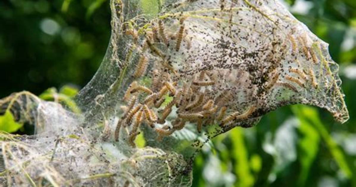 When to Spray Webworms?