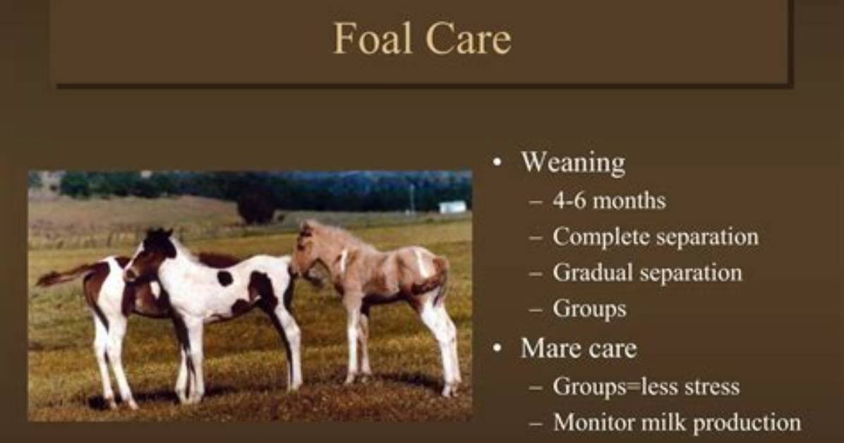 When to Start Haltering a Foal?