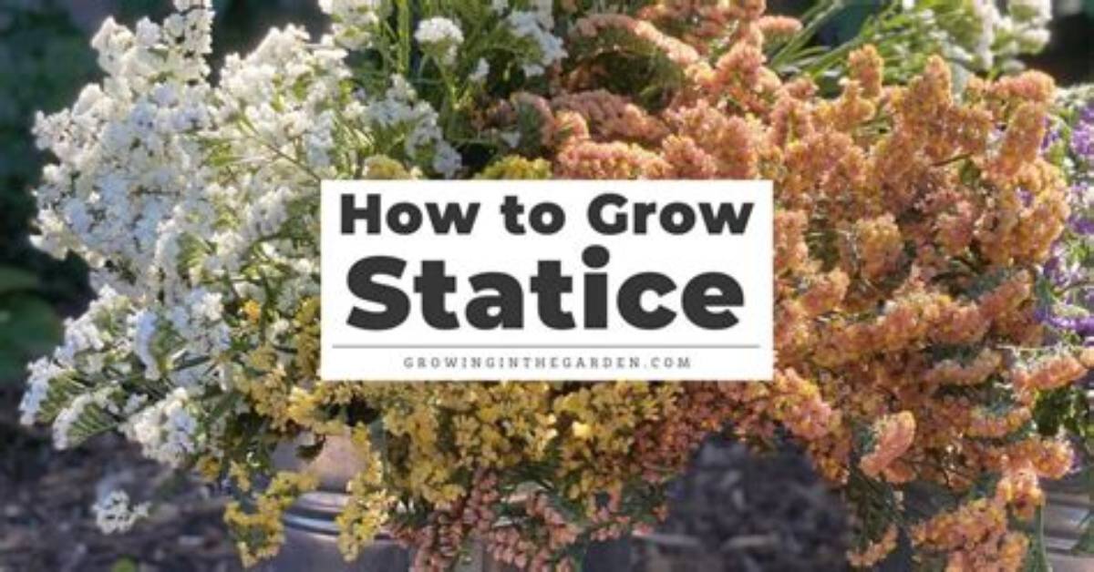 When to Start Statice Seeds?