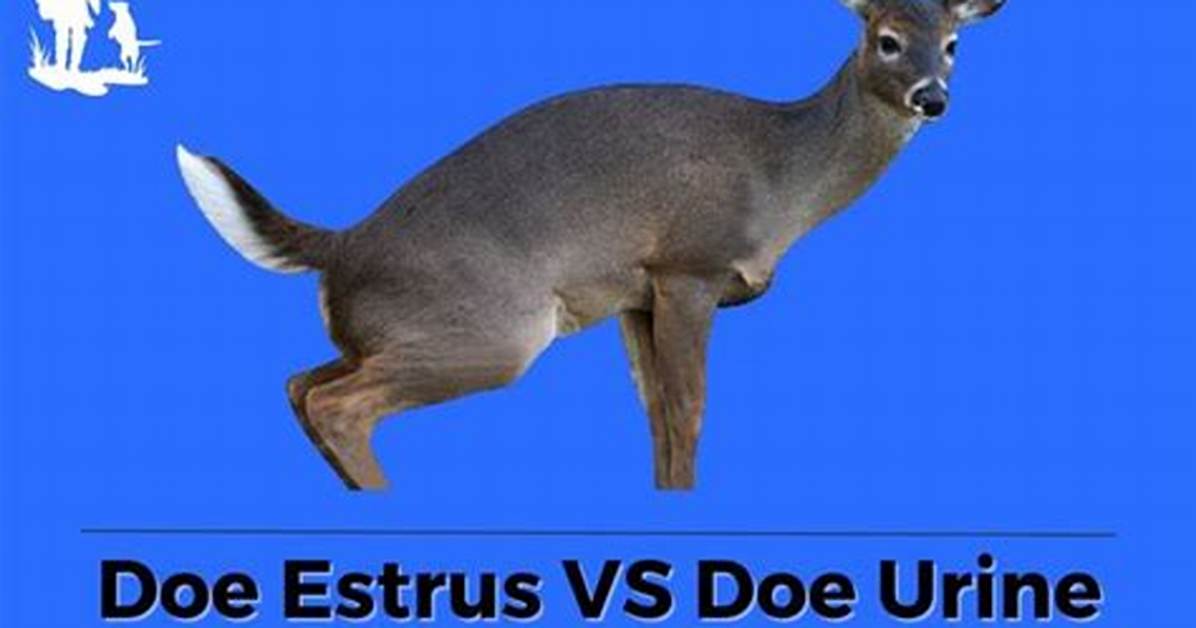 When to Start Using Doe Estrus?