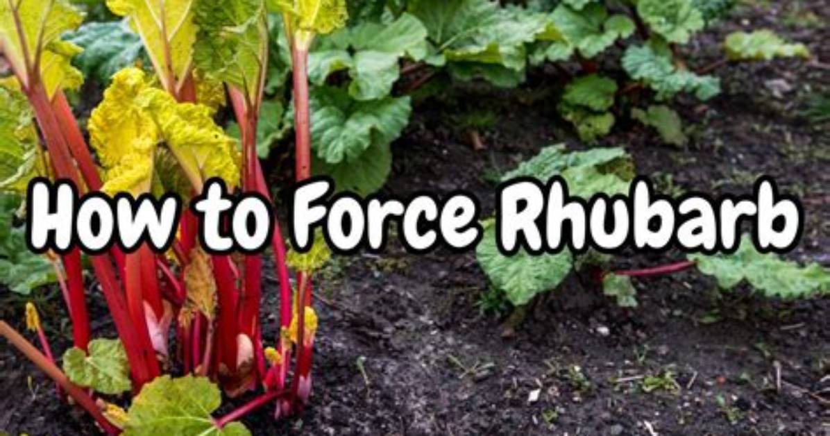 When to Stop Forcing Rhubarb?