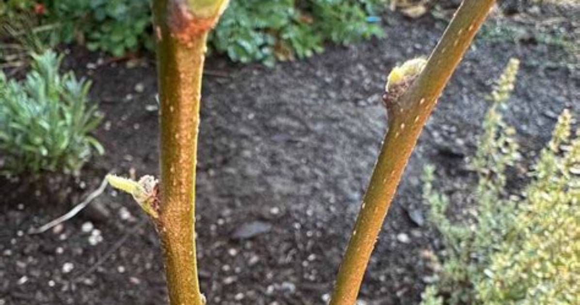 When to Take Apple Scions?
