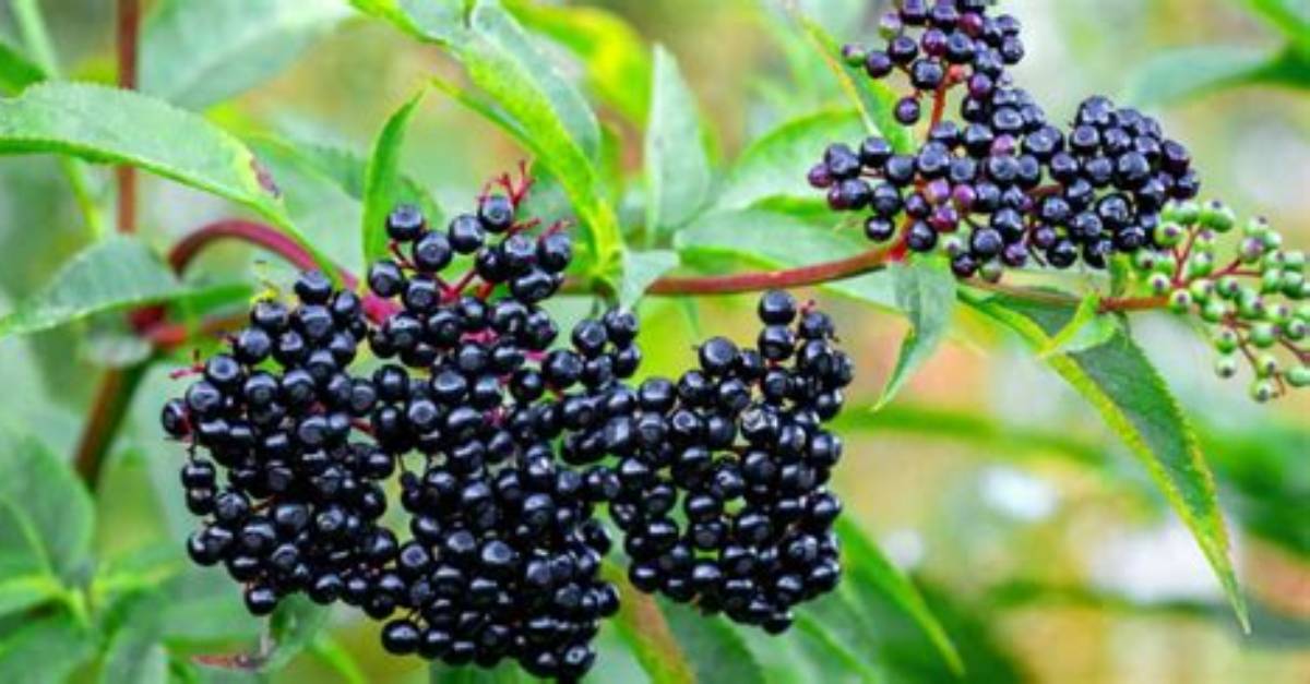 When to Take Elderberry?