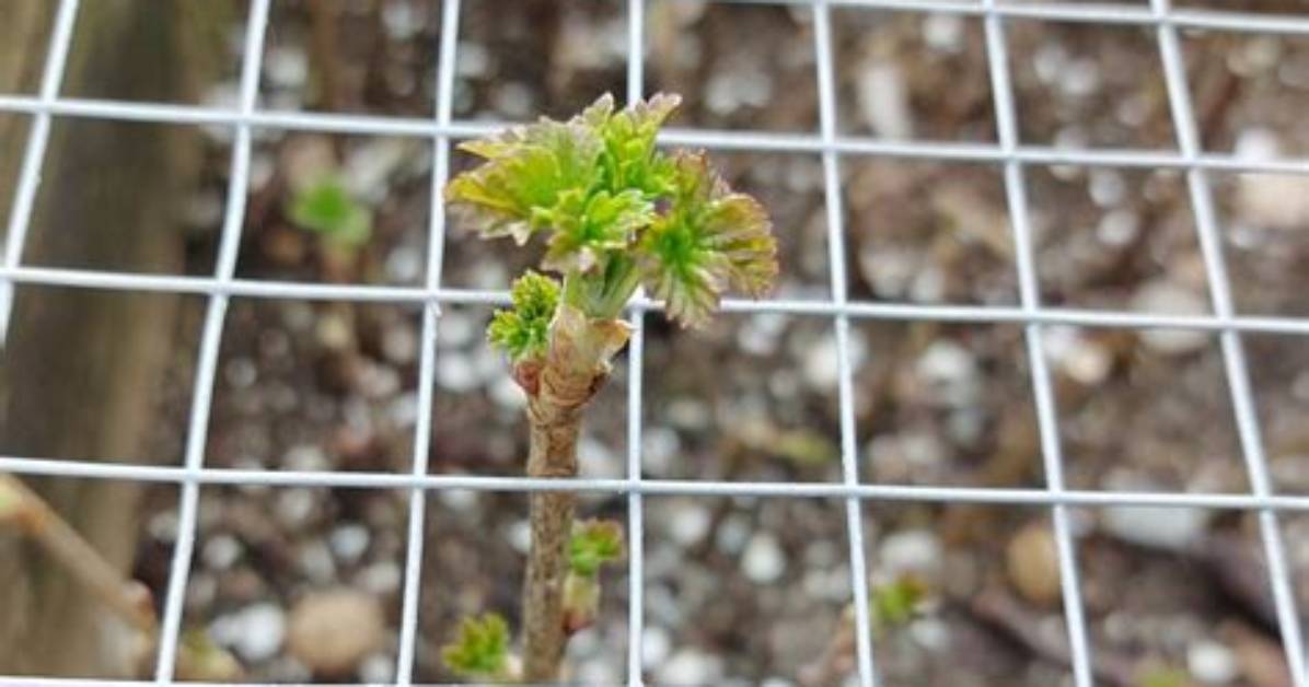 When to Take Ribes Cuttings?