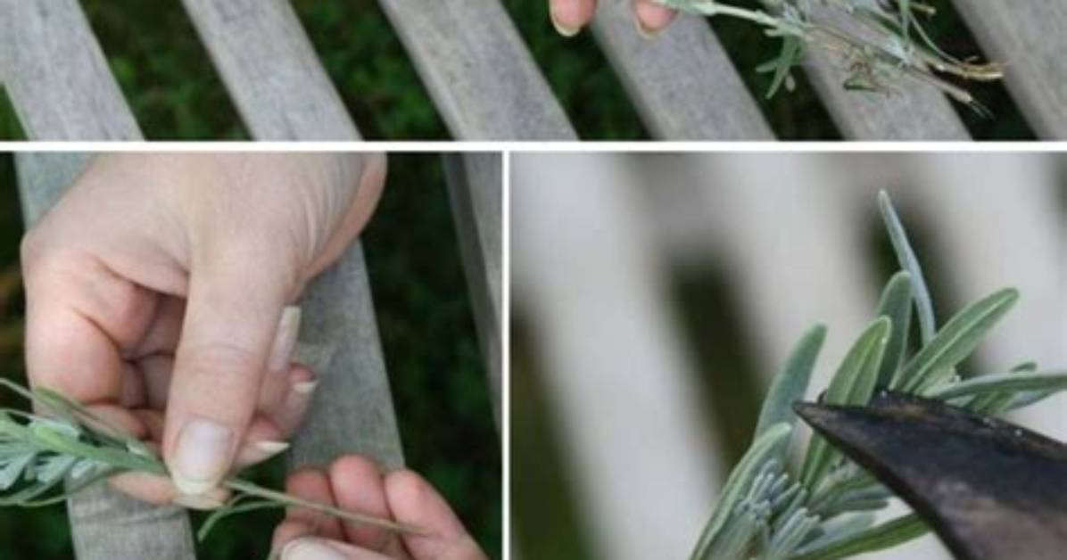 When to Take Teucrium Cuttings?