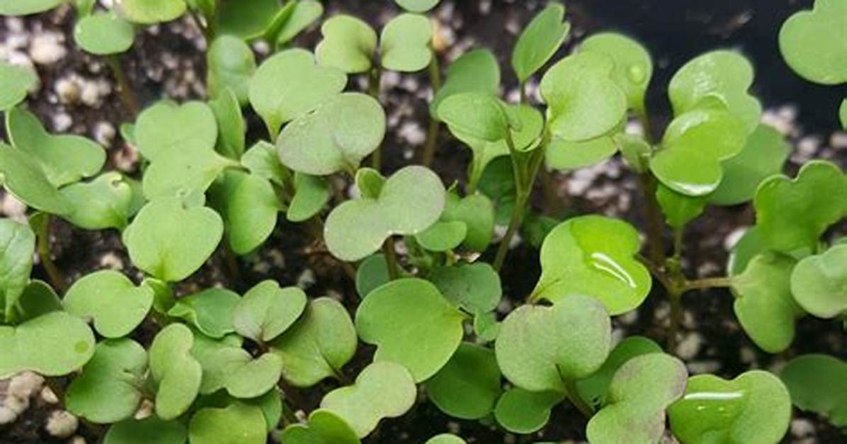 When to Thin Arugula Seedlings