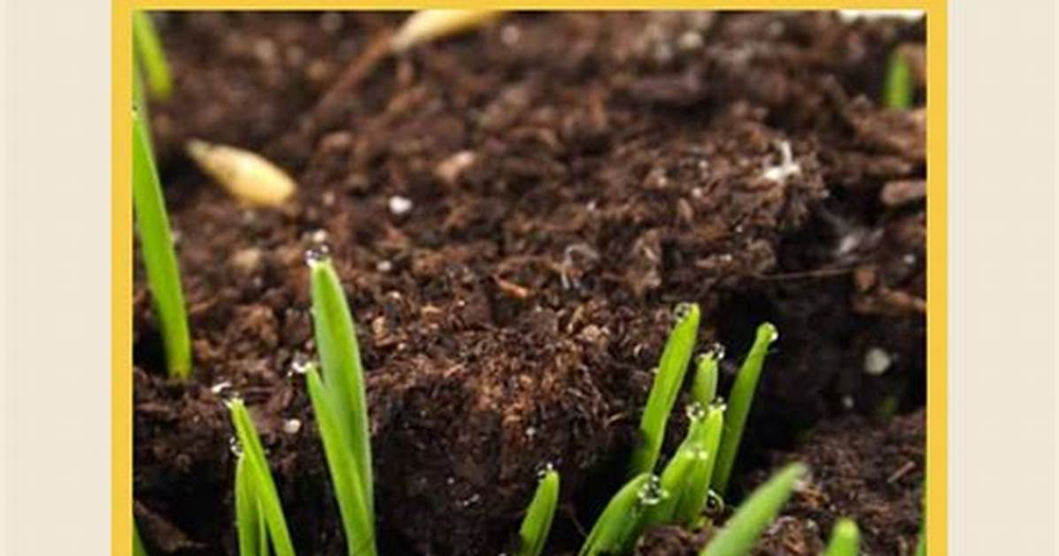 When to Throw Grass Seed?