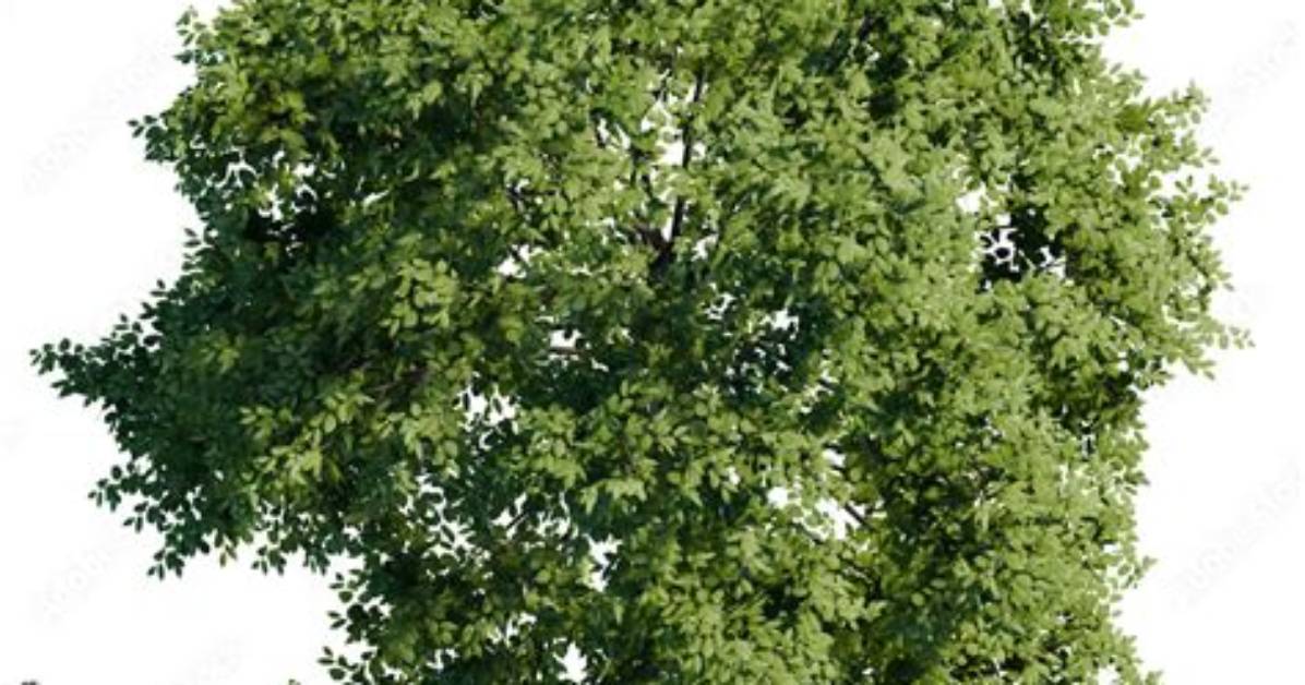 When to Top Tree?