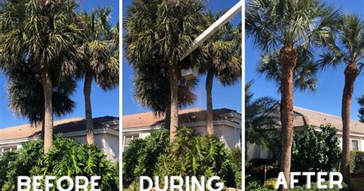 When to Trim Back Palm Trees?