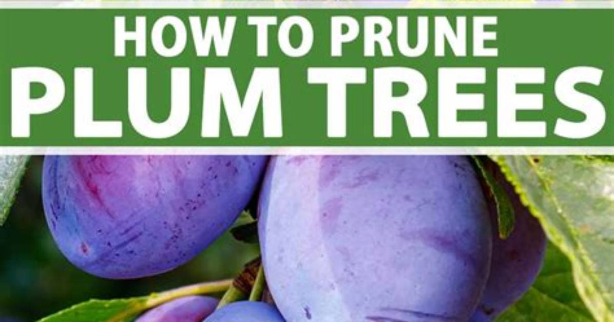When to Trim Plum Tree?