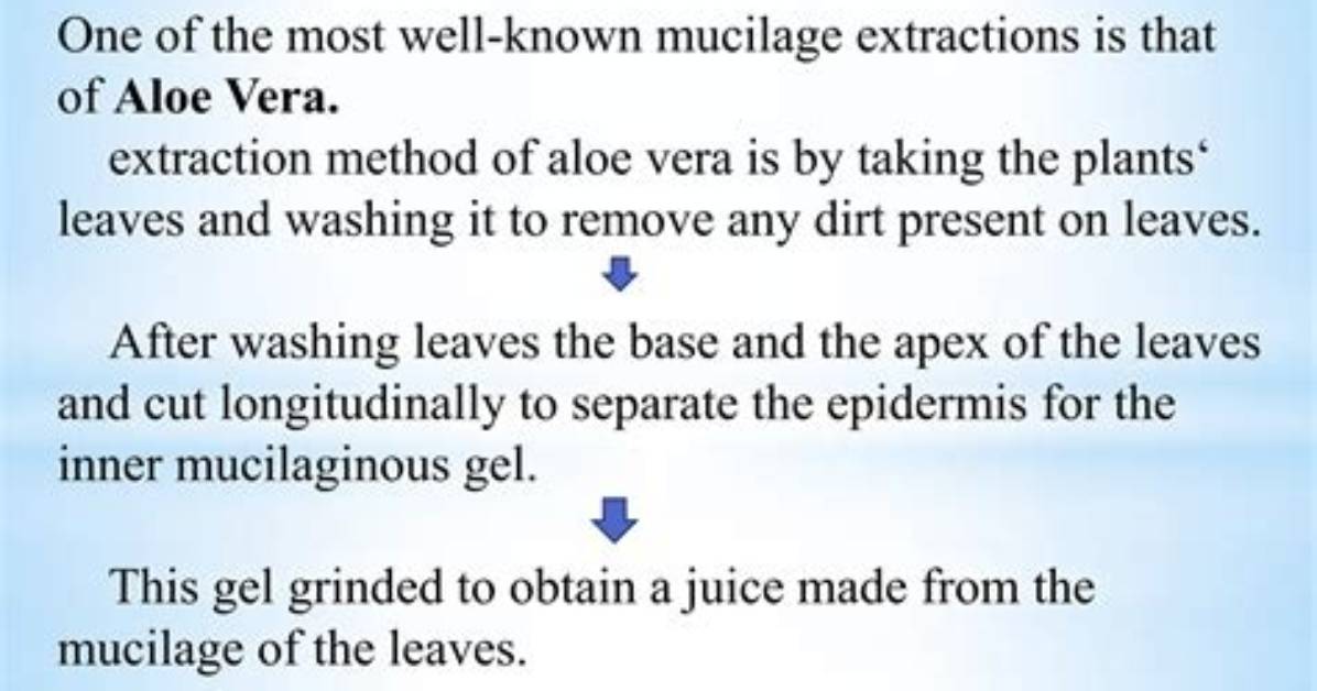 When to Use Mucilage?