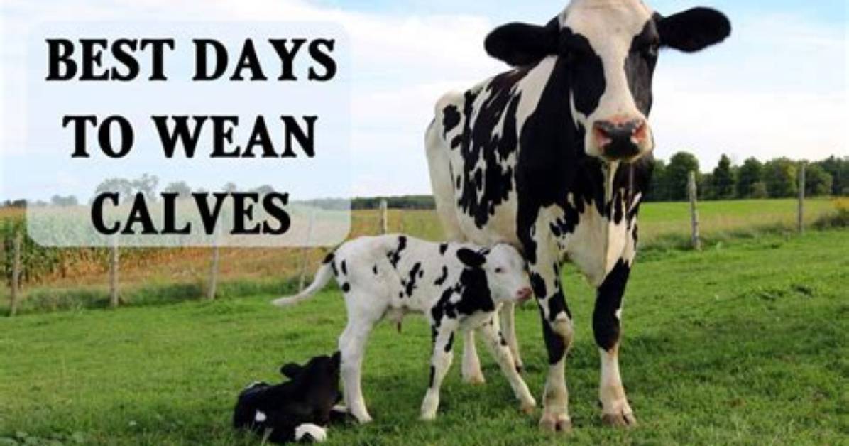 When to Wean Calves?