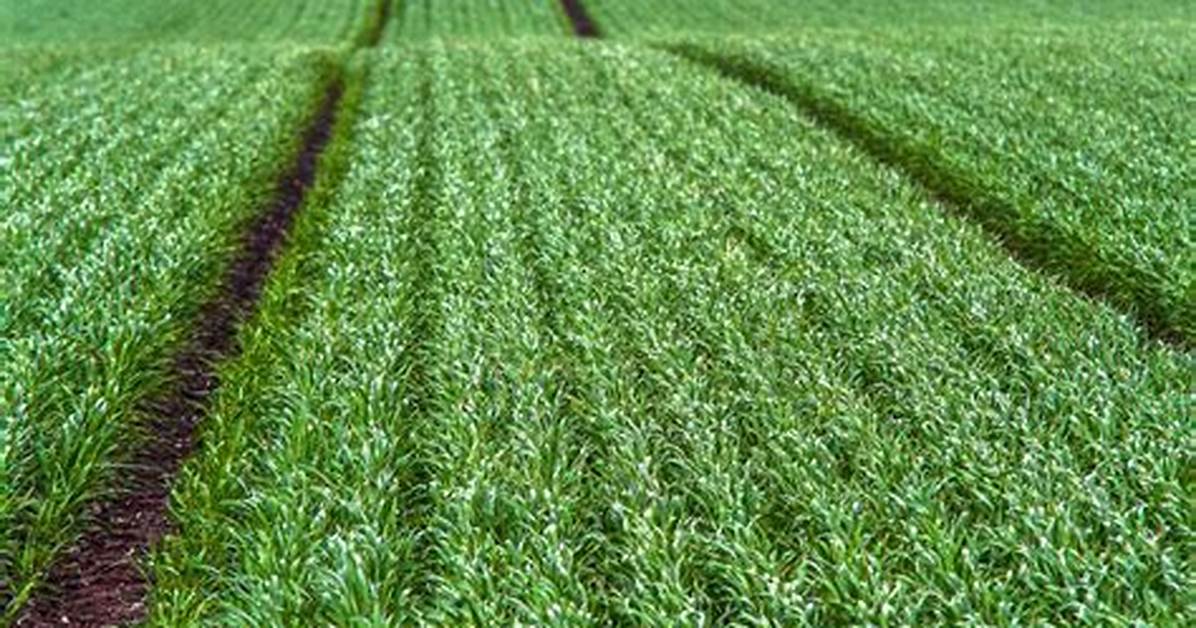 When to Winter Rye Grass?