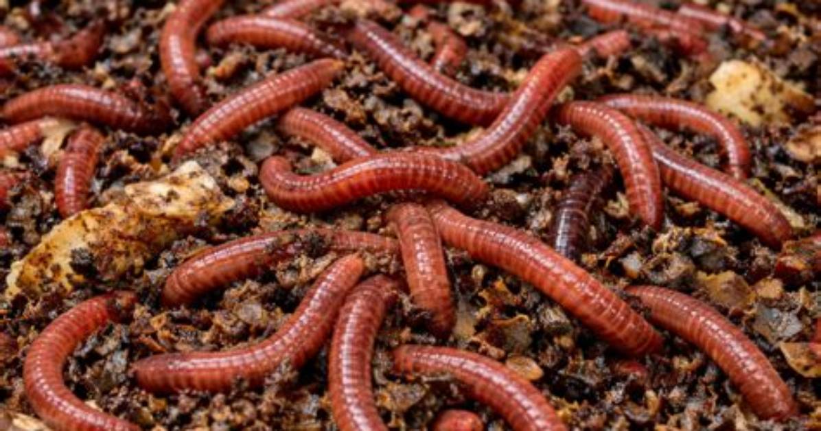 When to Worm Broodmares?