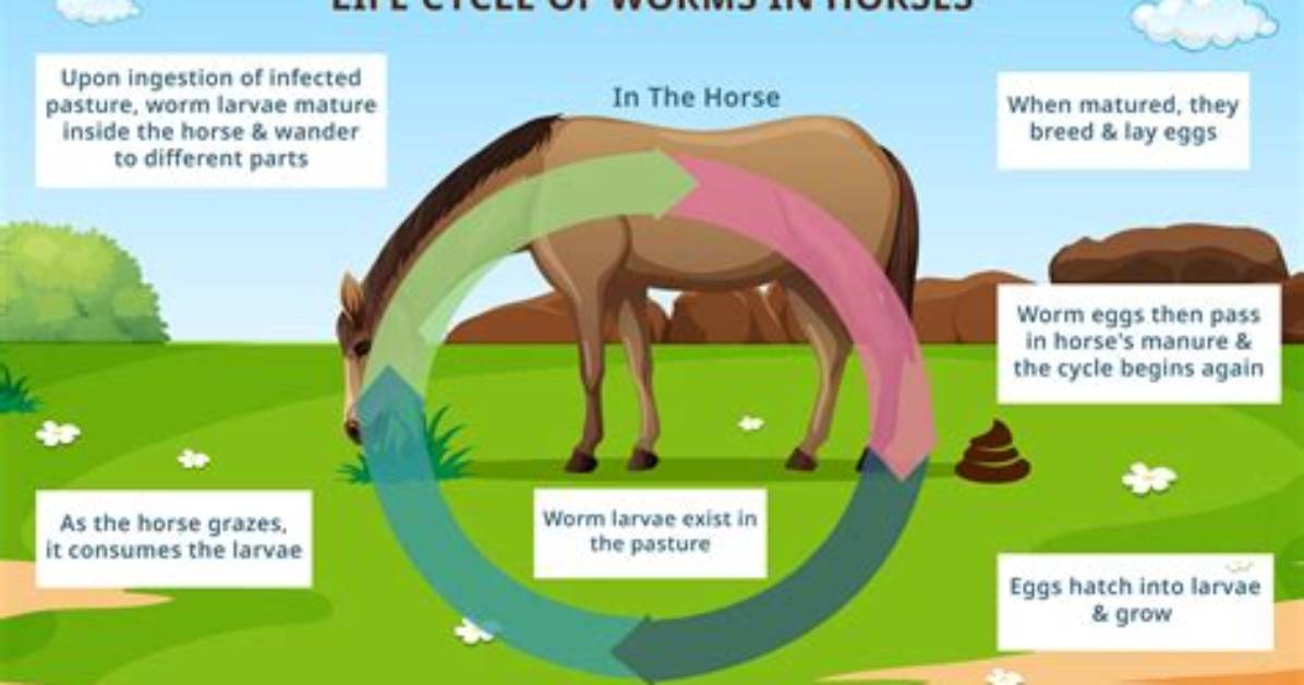 When to Worm Horses?