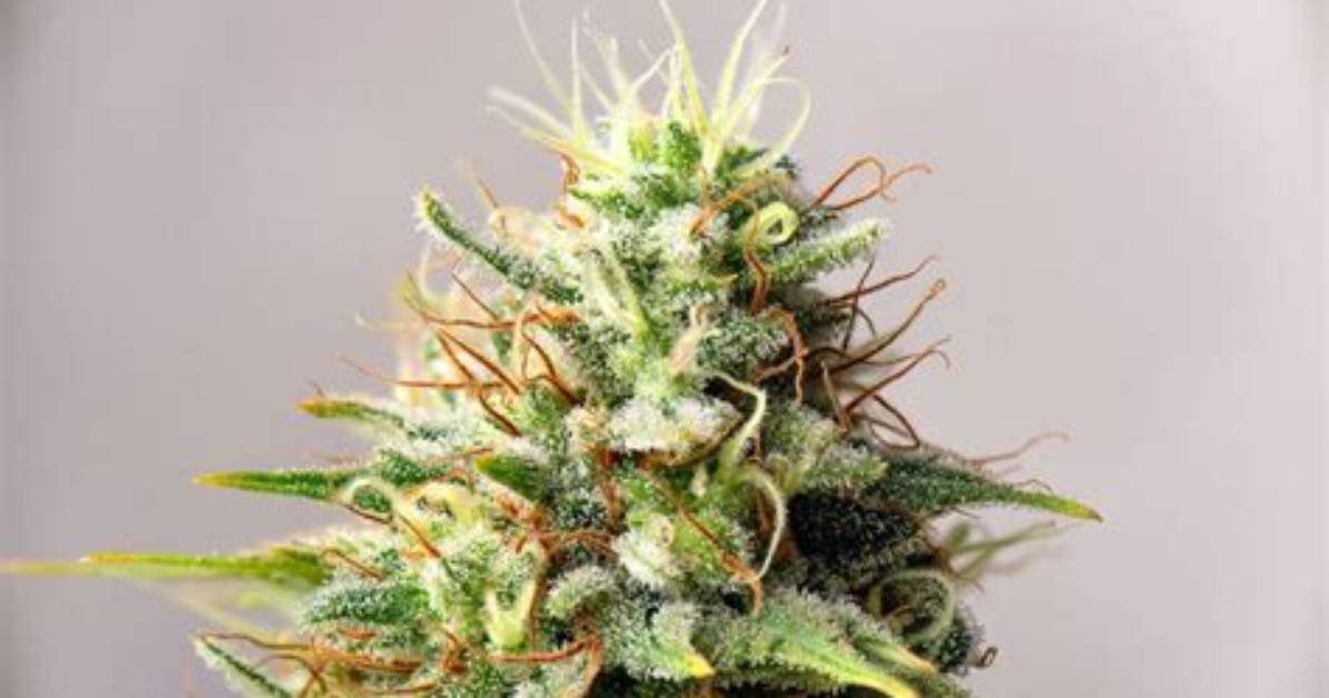 When Trichomes Are Ready?