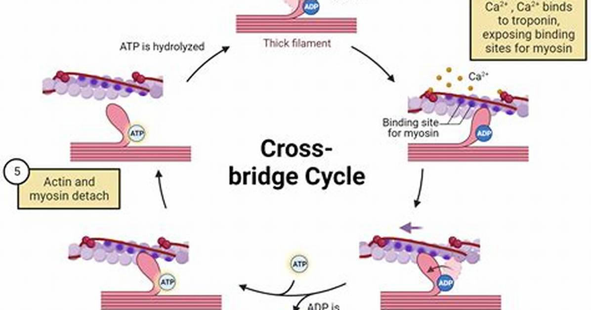 When Tropomyosin Changes Shape What Happens?