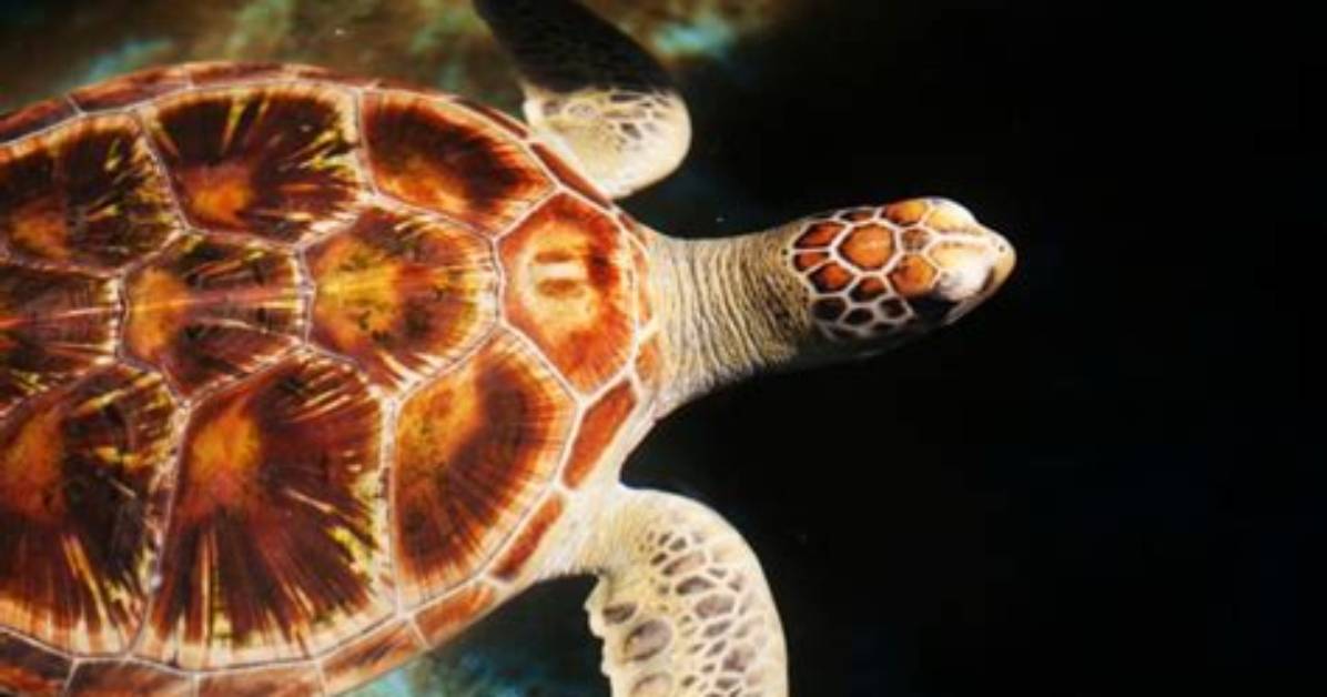 When Turtles Die Do They Float?