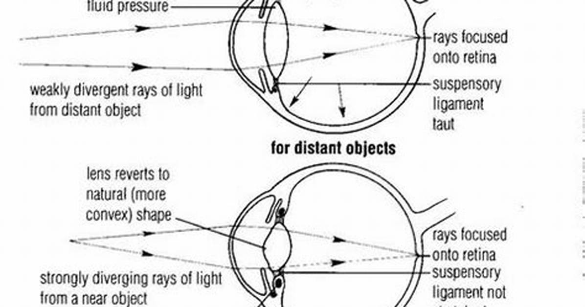 When Viewing Distant Objects the Ciliary Body Is?