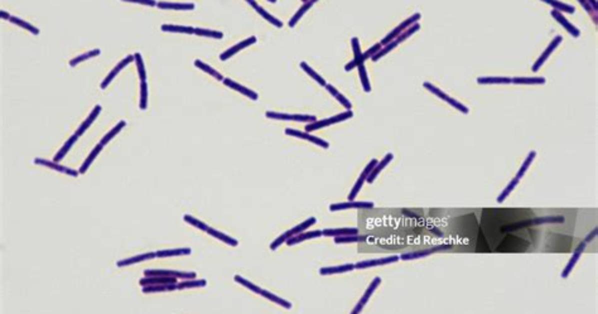 When Was Bacillus Subtilis Discovered?