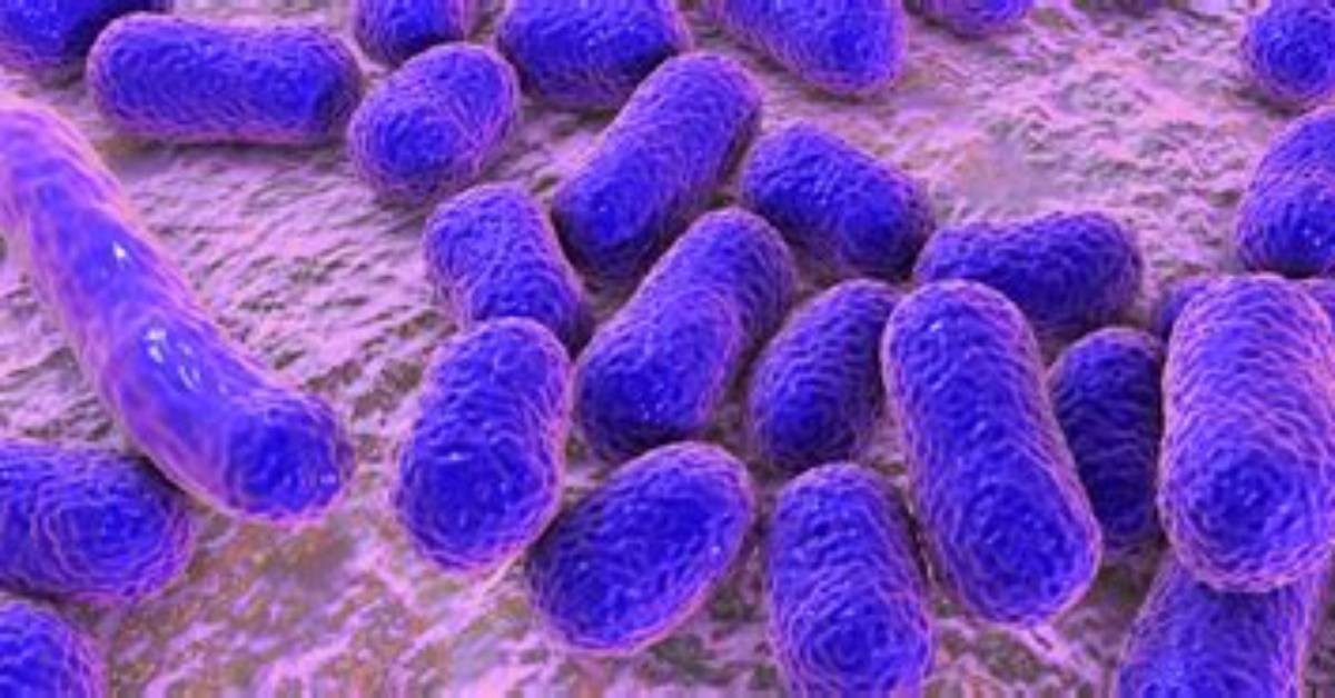 When Was Baumannii Discovered?