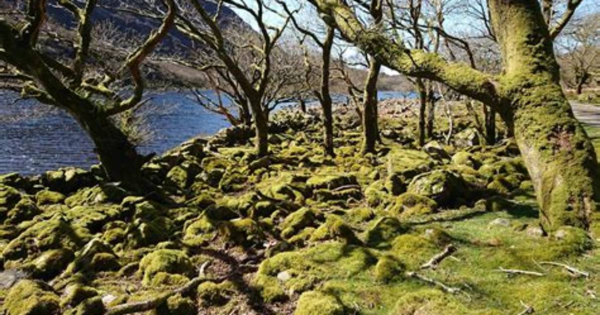 When Was Britain Covered in Forest?