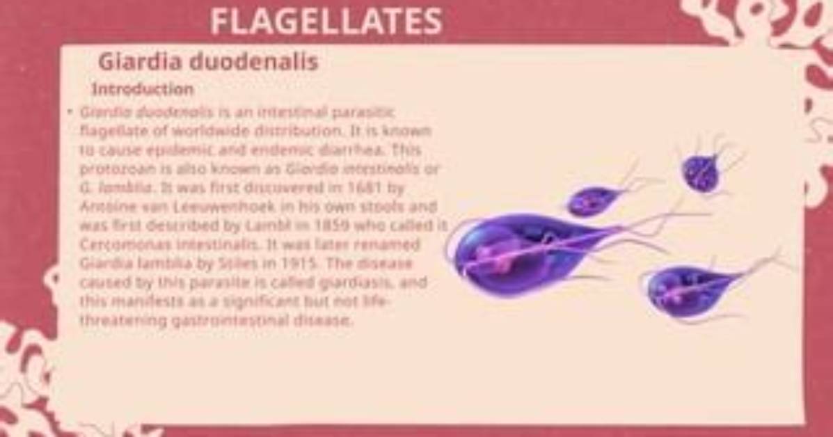 When Was Flagellate Discovered?