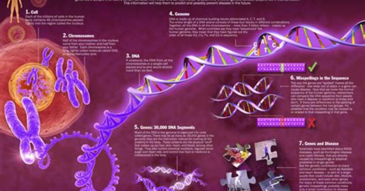 When Was Human Genome?