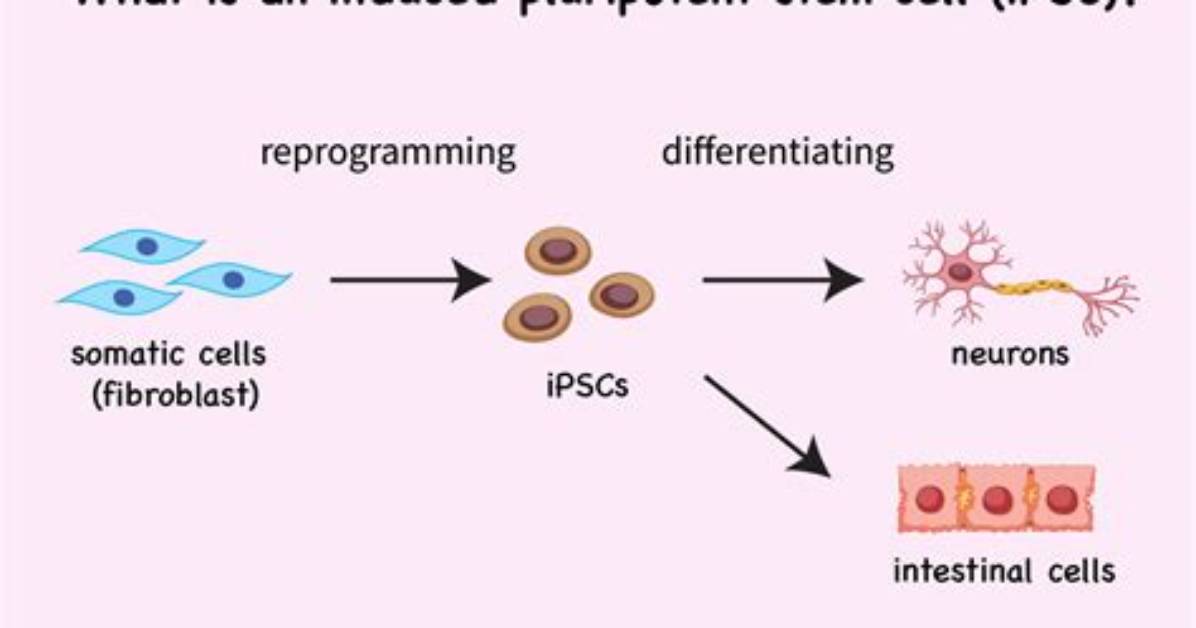 When Was Induced Pluripotent Discovered?