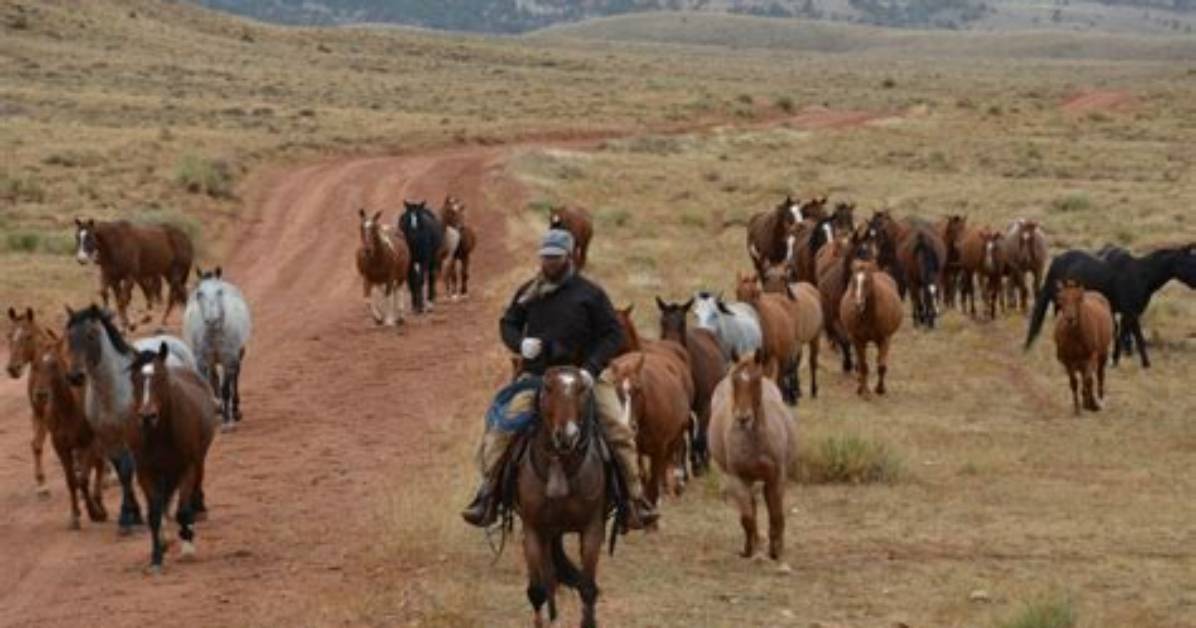 When Was Last Cattle Drive