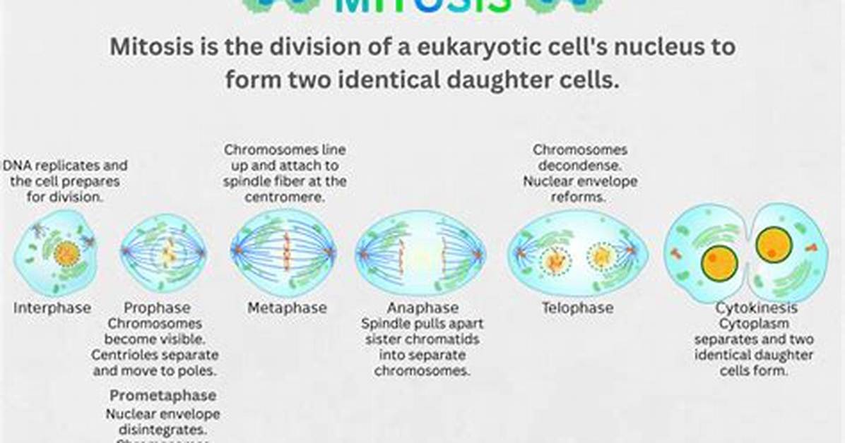 When Was Mitosis Invented