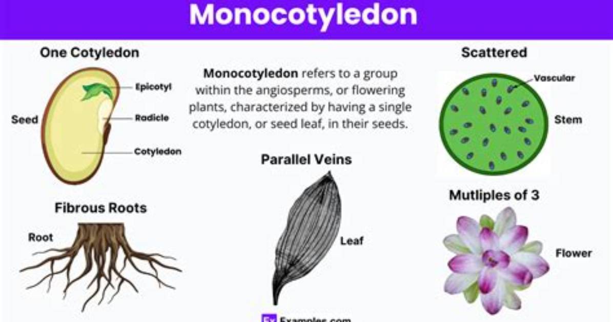When Was Monocotyledon Discovered?