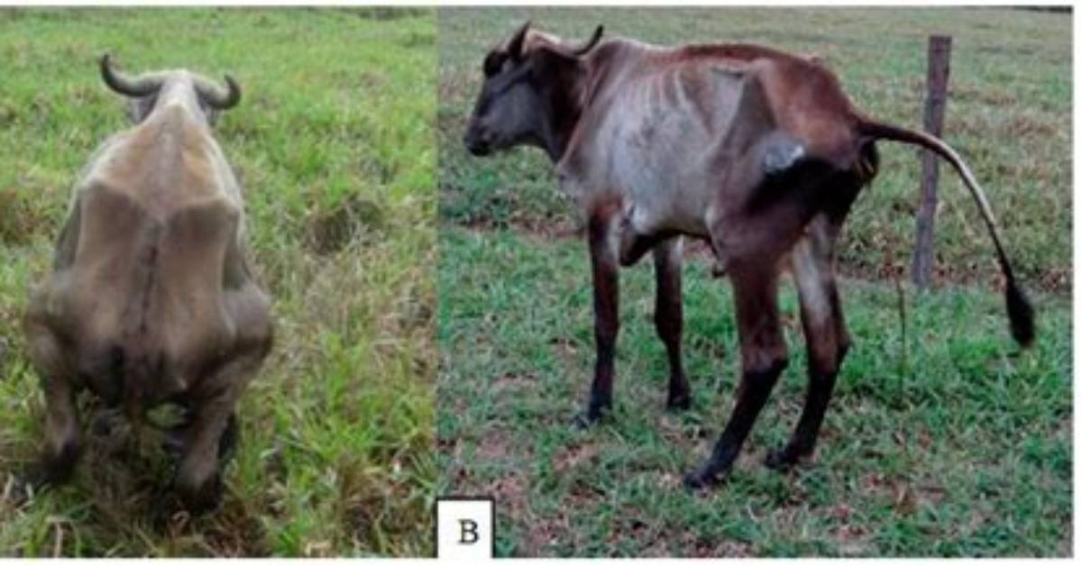 When Was Paratuberculosis First Discovered?