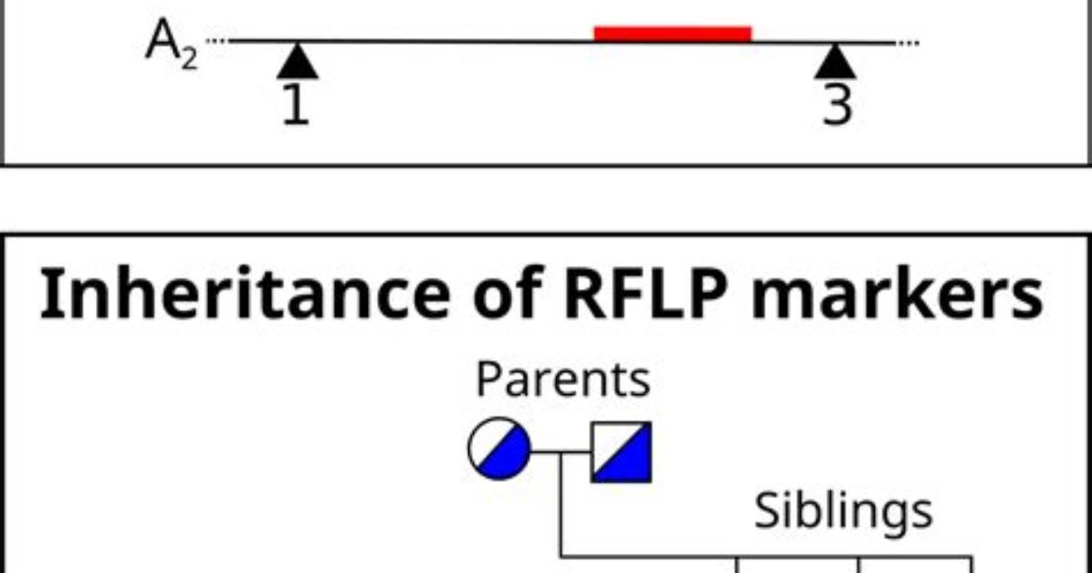 When Was Rflp First Used
